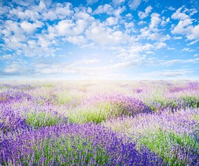 Fototapeta na wymiar Lavender field against the sky, beautiful landscape