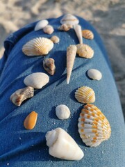 Different types of seashells decorated on woman jeans