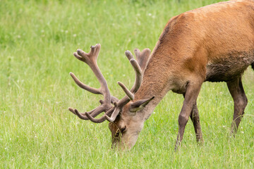 HIrsch