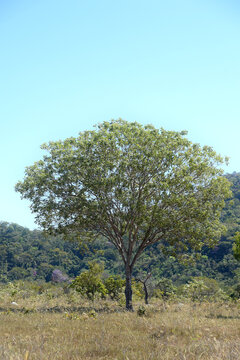 BARU CHESTNUT TREE BRAZILIAN VEGETATION