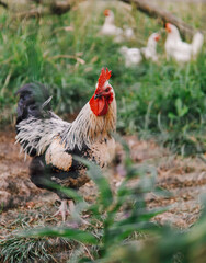 Glücklicher Hahn auf einer Wiese im Freien. Biohaltung am Bauernhof. Hahnenaufzucht in Österreich.