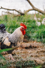Glücklicher Hahn auf einer Wiese im Freien. Biohaltung am Bauernhof. Hahnenaufzucht in Österreich.