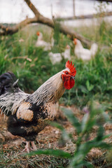 Glücklicher Hahn auf einer Wiese im Freien. Biohaltung am Bauernhof. Hahnenaufzucht in Österreich.