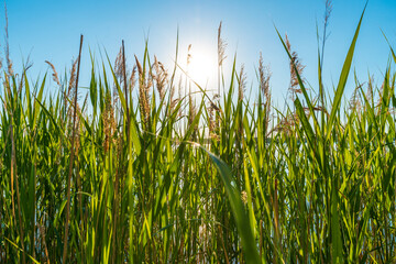 Obraz premium Beautiful summer sunset behind reed at a lake