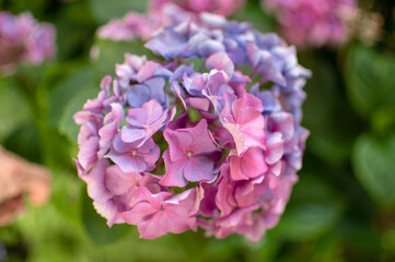 Blau und rosa blühende Hortensie im Sommer