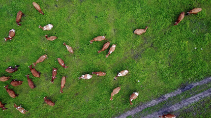 aerial view of cows on green pasture in Switzerland