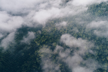 Aerial view green tree forest morning sunrise with fog