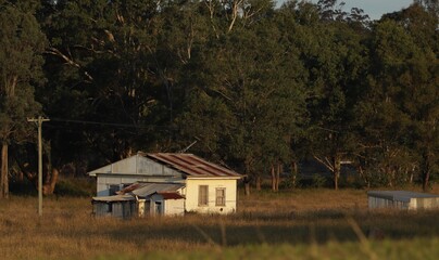 Old white weather board house with rusting corrugated iron roof. Large eucalyptus trees in the...