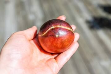 Macro closeup of ripe heirloom black beauty tomato split cracked skin in garden in palm of hand on...