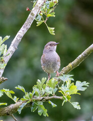 Young dunnock sparrow in a tree.