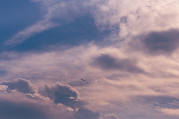 A selective focus shot of flock of birds flying in a cloudy sky during a sunny day