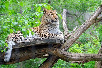 Amurleopard ( Panthera pardus orientalis ).
