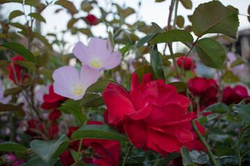 Two Pretty Best Friends