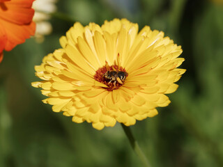 Héliophile commune ou petite abeilles à fourrure des dunes (Anthophora bimaculata)