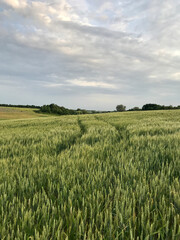 field of wheat