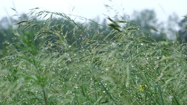 Rain droplets are shining at sunlight on grass. Wet grass with water drops after rain. Fresh plants background. Summer meadow after rain