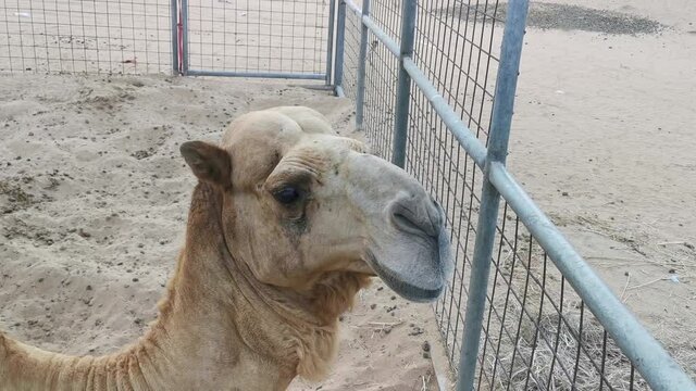 Close up face of the camel, animal head