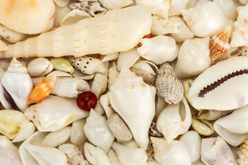 sea shells