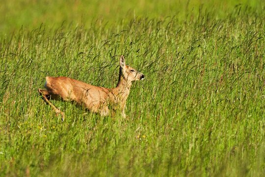 female deer jumps through tall grass in a meadow