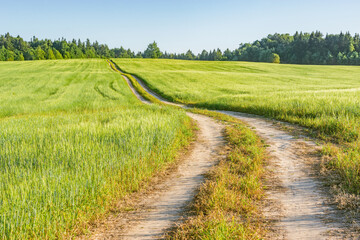 Field with rye and road at sunny evening.