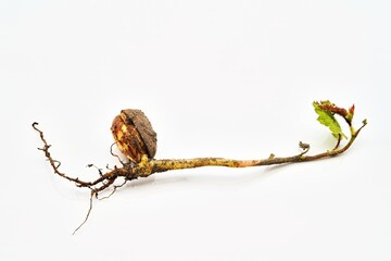 Seedling of a hazelnut with shell and young leaves