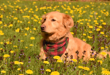 Little Red Duck Dog Resting in a Field of Dandelions