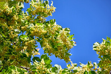 Blühende Sommerlinde ( Tilia platyphyllos ).