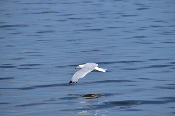 Great Blue Heron at the lake