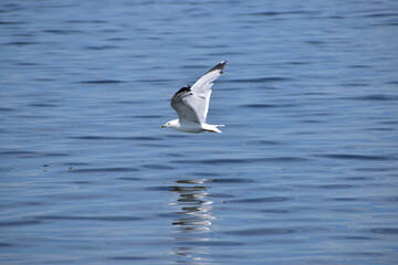 Great Blue Heron at the lake