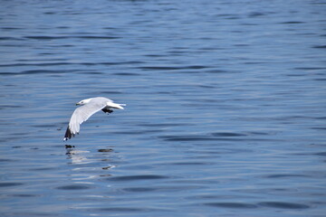 Fototapeta na wymiar Great Blue Heron at the lake