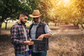 farmers using digital tablet in orchard - obrazy, fototapety, plakaty