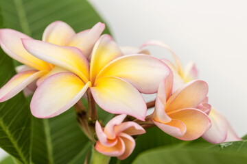 Plumeria