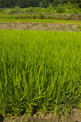 it is summer Green rice field.