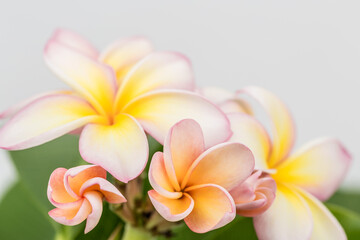 Plumeria
