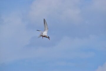 Great Blue Heron at the lake