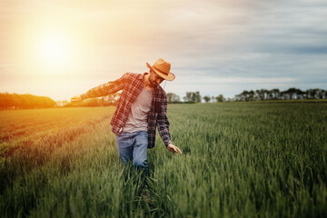 Naklejka na ściany i meble man walking through wheat field