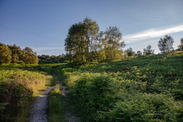 landscape with trees