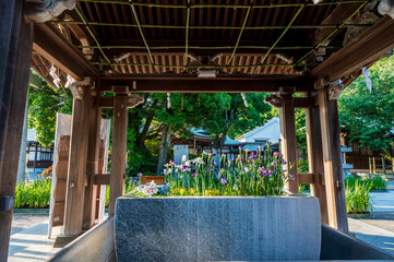 宮地嶽神社の夏の風物詩　花手水