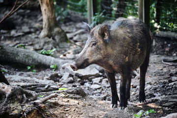 Wildschwein ( Sus scrofa ).