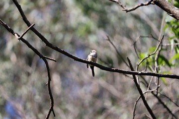 Small black and white birds perched on branch with lush green foliage on a sunny autumn day.