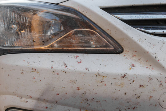 Insects on car paintwork, broken midges. Killed insects on the b