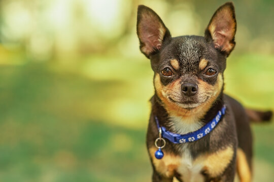 Chihuahua dog. Animal portrait. Stylish photo. Green background. Collection of funny animals