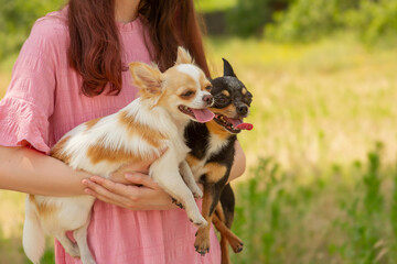 Two Chihuahua dogs in arms. Walking with pets. White and black dog with protruding tongue. outdoor