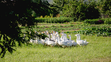 A flock of white and gray geese grazes on a green meadow.