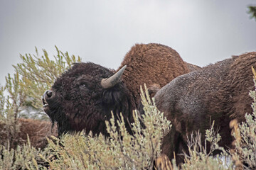 A herd of Bison shows family ties. - 445598040