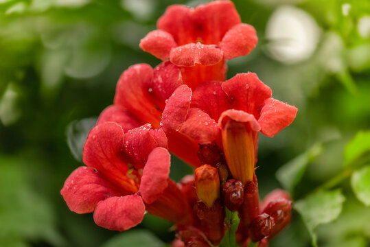 Tecoma Shrub Orange Color Flower Plant with green Background. Campsis tekoma red.