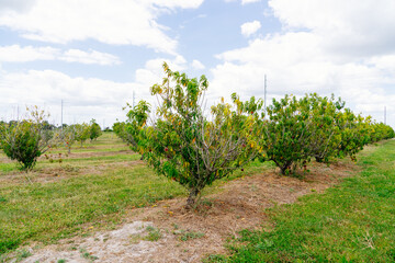 Fototapeta na wymiar Peach tree in a modern peach farm in USA 