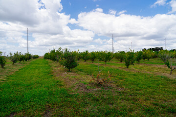 Fototapeta premium Peach tree in a modern peach farm in USA 