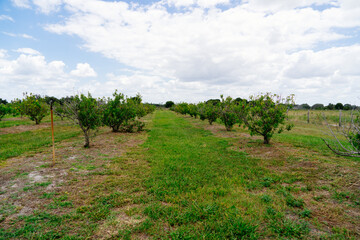 Fototapeta premium Peach Harvest in a modern peach farm in USA 