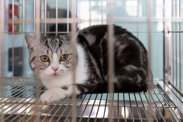 cat with worrying eyes is waiting for treatment in cage at veterinarian animal clinic. animal...